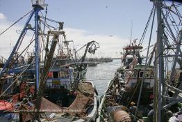 Image du Maroc Professionnelle de  Le système de la chaîne humaine pour vider la cale du bateau remplie de poissons encore vivat ! Les ouvriers s'activent énergiquement sans perdre de temps à faire passer de l’un à l’autre le panier en plastique rempli de sardines vivantes, cette dynamique dans le but de conserver la sardine toute fraîche durant l’opération de débarquement au Port de Laayoune, Lundi 8 Mars 2010. (Photo / Abdeljalil Bounhar) 